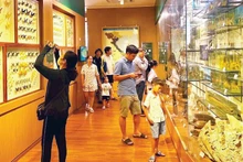 Гости посещают Музей природы в Ханое.