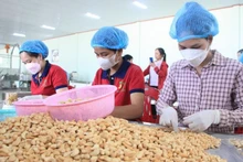 Переработка орехов кешью. Фото: ВИА