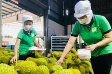 Дуриан - экспортный продукт с высокой добавленной стоимостью, способствующий повышению стоимости сельскохозяйственного сектора. Фото: ВИА