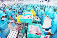 Обработка филе пангасиуса заводе компании Шаомай в провинции Анзянг. Фото: Ву Шинь