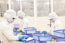 Переработка морепродуктов на заводе в городе Кантхо. Фото: Дык Ань