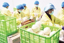 Упаковка кокосов на предприятии Vina T&T. Фото: Минь Ань