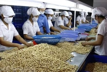 Переработка кешью. Фото: ВИА