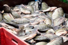 Вьетнам впервые экспортировал партию тиляпии в Бразилию