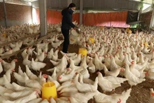 Экспорт продукции животноводства Вьетнама за первые девять месяцев составил 447,5 миллиона долларов США. Фото: ВИА