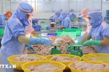 Переработка пангасиуса. Фото: ВИА