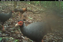 Обследование биоразнообразия зафиксировало 27 видов диких животных, в том числе 8 видов млекопитающих и 19 видов птиц и наземных видов. Фото: Правления по управлению комплексом святилища Мишон