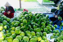 Экспорт сельхозпродукции Ханоя в 2025 году превысил 2 млрд долларов США. Фото: ВИА