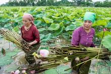 Лотосовые поля – источник сырья для производства лотосового волокна – способствуют повышению экономической эффективности сельскохозяйственного производства.