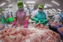 Сортировка и заморозка филе пангасиуса для экспорта на заводе компании АО Годанг Тьензянг. Фото: ВИА