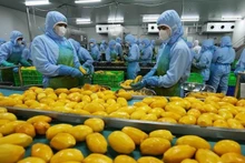 Рабочие перерабатывают манго на заводе акционерной компании An Giang Fruit and Vegetable JSC в провинции Ламдонг. Фото: ВИА