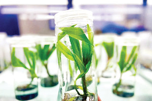 Культивирование кокосовой пальмы по технологическому процессу MultipunoTM.