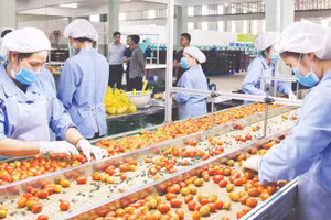 Высокотехнологичное производство овощей и фруктов на ферме PT Farm в общине Дыкчонг.