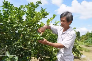 Вьетнамский фермер собирает урожай лимонов. (Иллюстративное фото: ВИА)