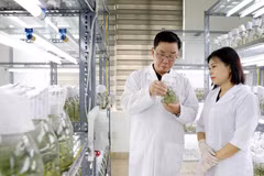 АО Thai Binh Seed является одним из ведущих предприятий Вьетнама в области производства семян сельскохозяйственных культур. Компания владеет авторскими правами на 30 сортов растений. Фото: ВИА