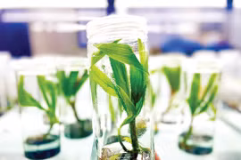 Культивирование кокосовой пальмы по технологическому процессу MultipunoTM.