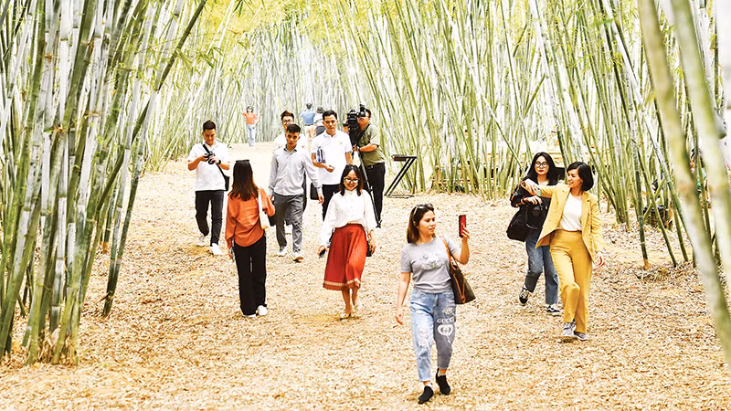 Туристы посещают бамбуковый лес в селении Вен.