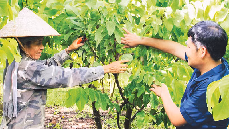 Фермеры в селении Леть общины Коной уезда Майшон ухаживают за сахарными яблоками органическим способом.