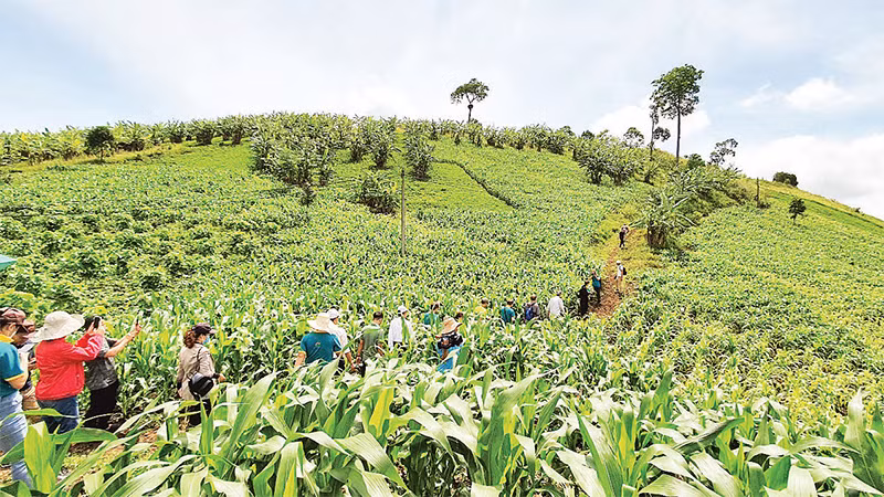 Туристы и научные исследователи знакомятся с высокотехнологичными сельскохозяйственными моделями, связанными с экосистемой геопарка Дакнонг.