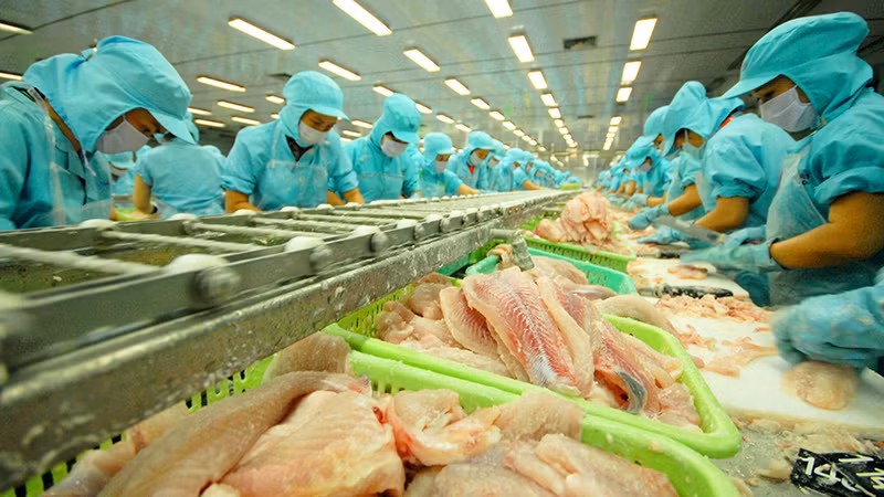 Переработка пангасиуса в АО по многонациональным инвестициям и развитию в провинции Донгтхап. Фото: Ле Хоанг Ву