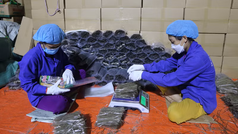 Упаковка вермишели в кооперативе Тайхоан общины Конминь. Фото: Нгок Ту