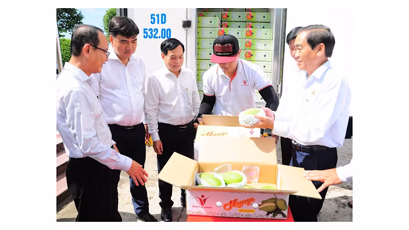 Упаковка манго для экспорта. 