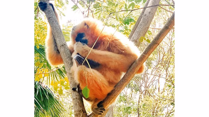 В национальном парке Тадунг обитает множество редких и ценных животных, занесенных в Красную книгу Вьетнама (2007 г.).