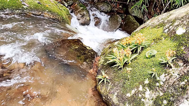 Тадунг определяется как важный природоохранный объект в ландшафтном заповеднике бассейна реки Донгнай.