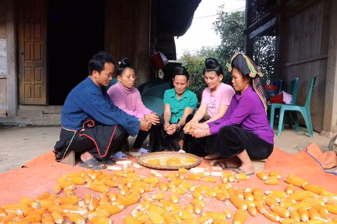 В конце мая и начале июня по лунному календарю наступает сезон сбора кукурузы у представителей народности Конг. Фото: Vietnamplus В конце мая и начале июня по лунному календарю наступает сезон сбора кукурузы у представителей народности Конг. Фото: Vietnamplus
