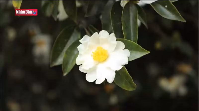 Цветы с белыми лепестками и желтыми пестиками излучают нежный аромат в морозном зимнем небе.