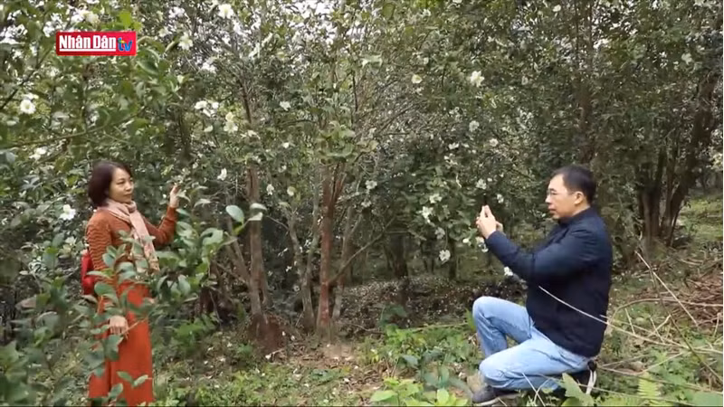 Туристы фотографируются у деревьев камелии сасанквы.