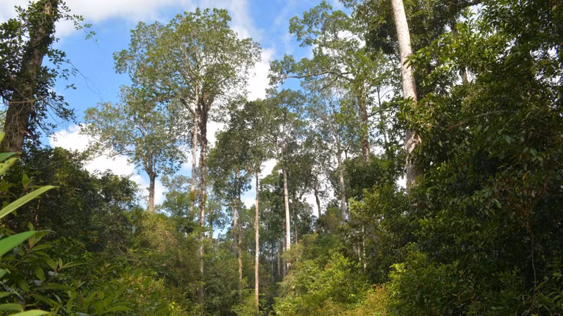 Вечнозеленый лиственный лес на Фукуоке. Фото: vqgpq.kiengiang.gov.vn Вечнозеленый лиственный лес на Фукуоке. Фото: vqgpq.kiengiang.gov.vn