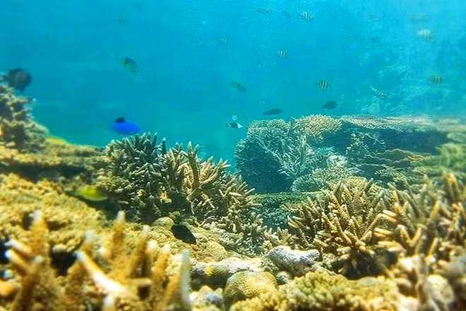 Разноцветные рыбки на дне моря. Фото: dantri.com.vn