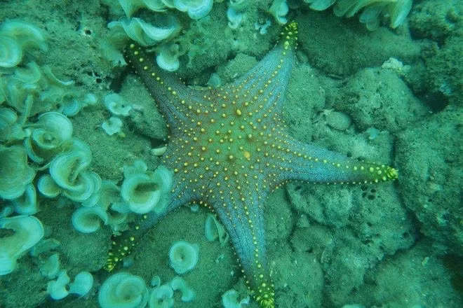 Морское дно – это великолепный рай со всевозможными чудесами и морскими существами. Фото: dantri.com.vn