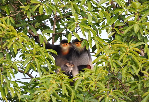Немейский тонкотел – один из эндемичных приматов парка.