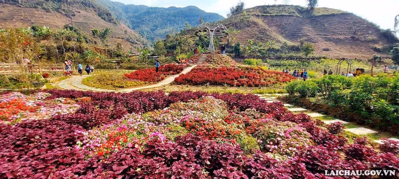 Ковер из цветов бегонии с ярко-красными цветками является изюминкой всего цветника. Фото: laichau.gov.vn