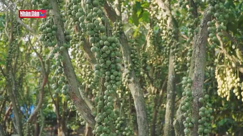 В среднем каждое десятилетнее дерево баккореи дает от 100 до 200 кг плодов.