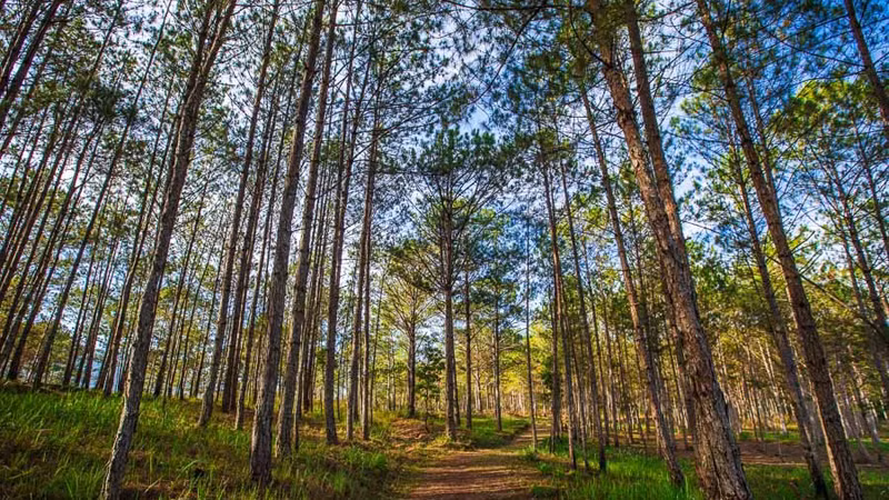 Живописный сосновый лес в Далате. Фото: Vietnamtourism