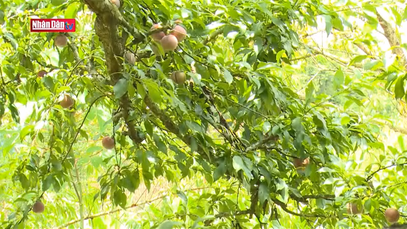 Туристы могут собирать сочные спелые сливы прямо в саду.
