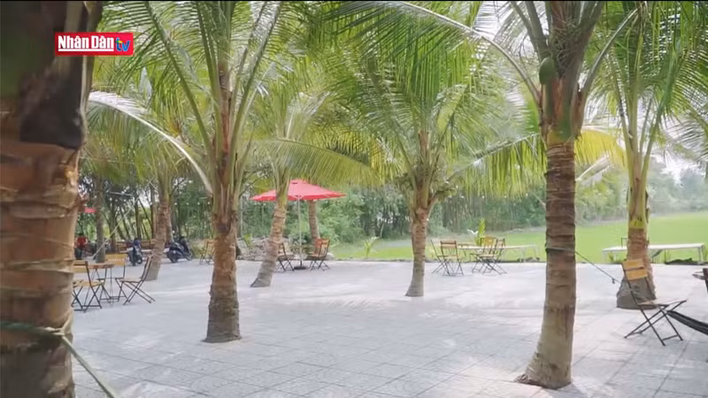 Эко-кокосовый сад стал местом назначения многих семей и молодых людей в Хаужанге. 
