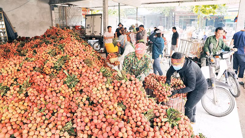 Местные жители продают личи торговцам.