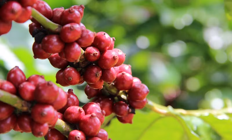 Фото: socongthuong.daklak.gov.vn