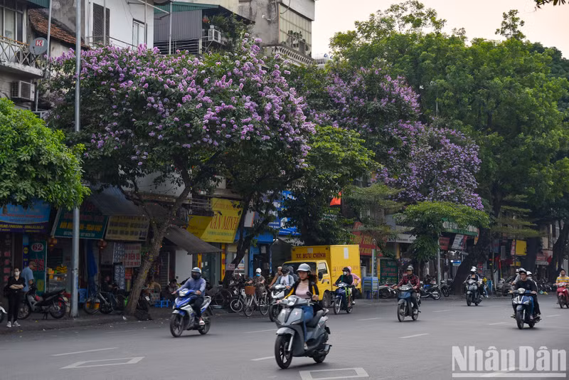 Цветы лагерстремии быстро распускаются и быстро увядают после нескольких дождей. Поэтому это лучшее время года для того, чтобы полюбоваться их красотой и сохранить памятные моменты с ними. Цветы лагерстремии быстро распускаются и быстро увядают после нескольких дождей. Поэтому это лучшее время года для того, чтобы полюбоваться их красотой и сохранить памятные моменты с ними.
