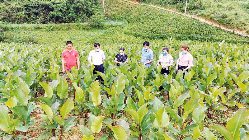 Канны выращиваются сконцентрированно на определенных площадях в уездах Нари и Бабе.
