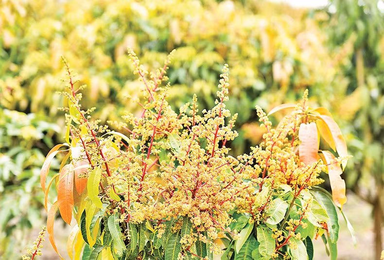 Погода относительно благоприятная для опыления цветов манго.