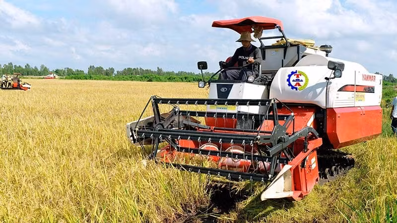 Производство риса с применением высоких технологий осуществляется во многих местностях, чтобы увеличить ценность вьетнамского экспортного риса. Фото: Чан Минь