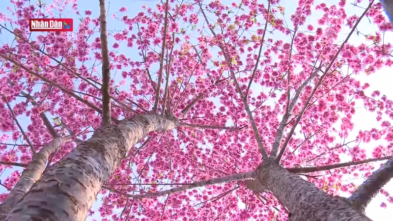 Весной посетители имеют возможность полюбоваться яркой красотой цветов сакуры на острове посреди озера.