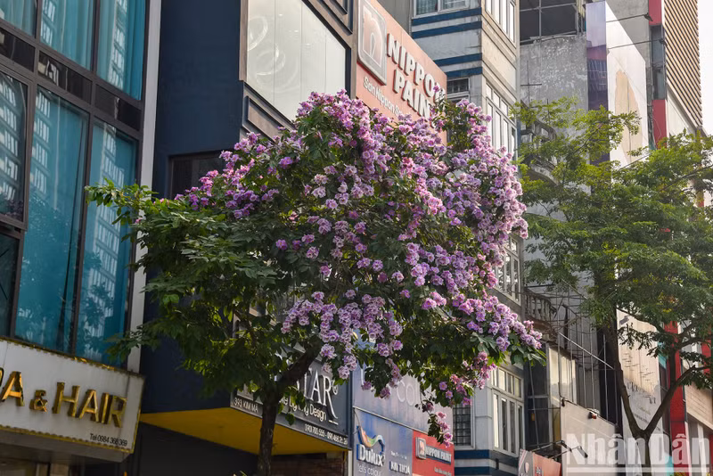 Дерево лагерстремии ярко расцветает на улице Кимма (район Бадинь, Ханой). Дерево лагерстремии ярко расцветает на улице Кимма (район Бадинь, Ханой).