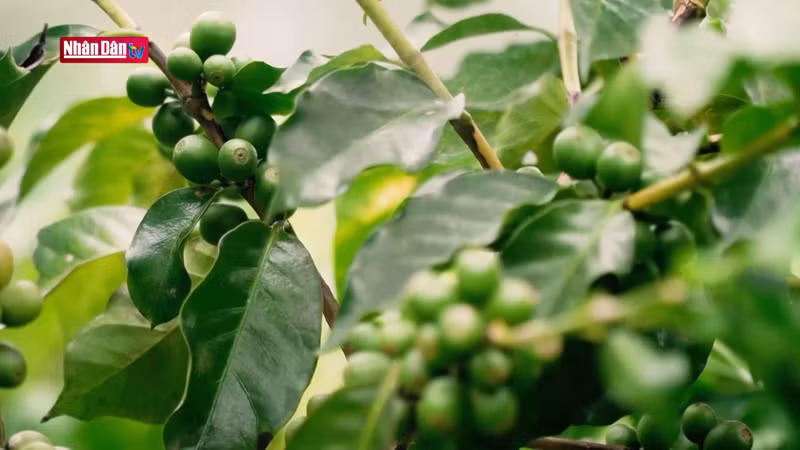 В общине Тьиенгтьунг кофе выращивается на большой площади.