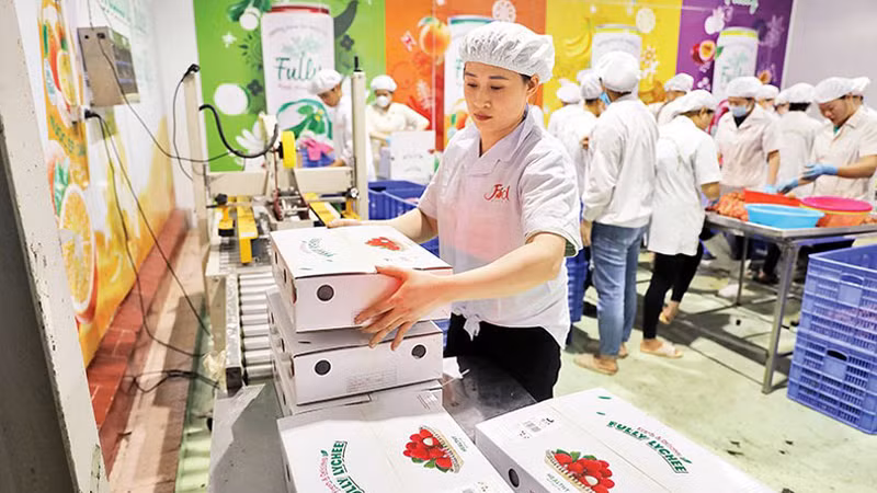 Упаковка личи для экспорта.